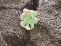 Hauswurzgewächs (Aeonium)